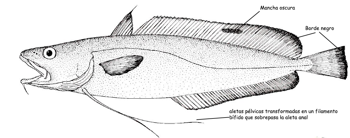 Phycis blennoides_00001